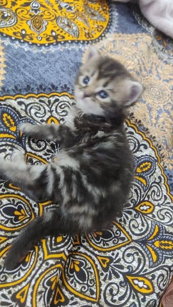 Persian Male kitten's| pair kitten | cat |kitten | 4