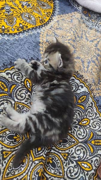 Persian Male kitten's| pair kitten | cat |kitten | 8