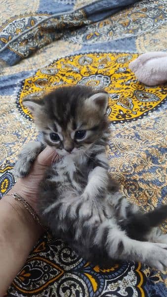 Persian Male kitten's| pair kitten | cat |kitten | 6