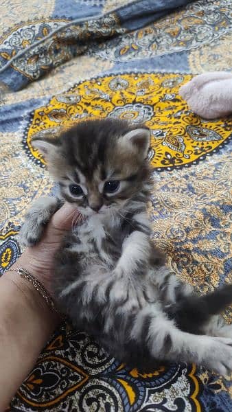 Persian Male kitten's| pair kitten | cat |kitten | 9