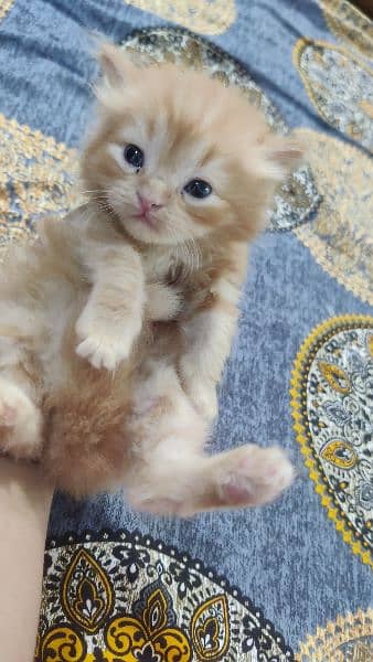 Persian Male kitten's| pair kitten | cat |kitten | 11