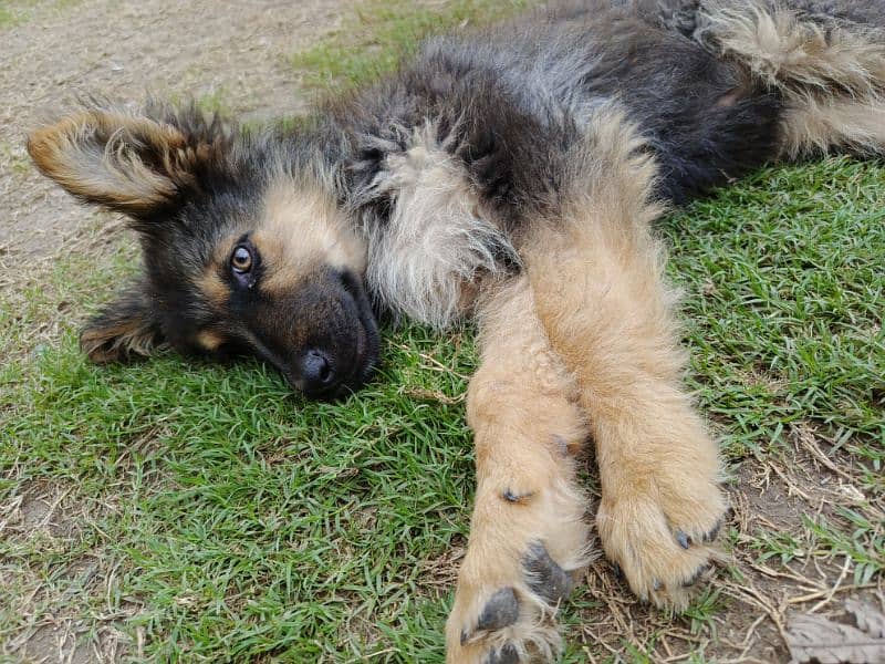 German shepherd puppies 4