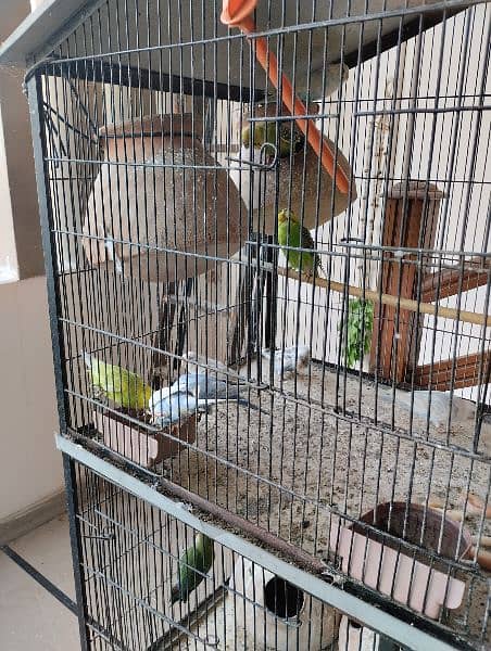 mix birds with cage 1