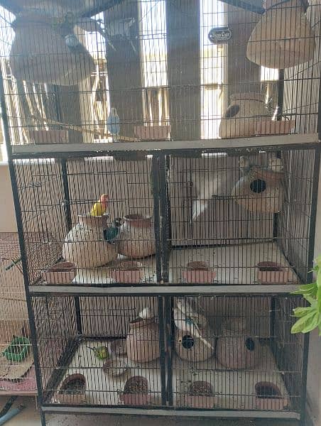 mix birds with cage 4