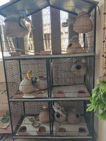 mix birds with cage 7