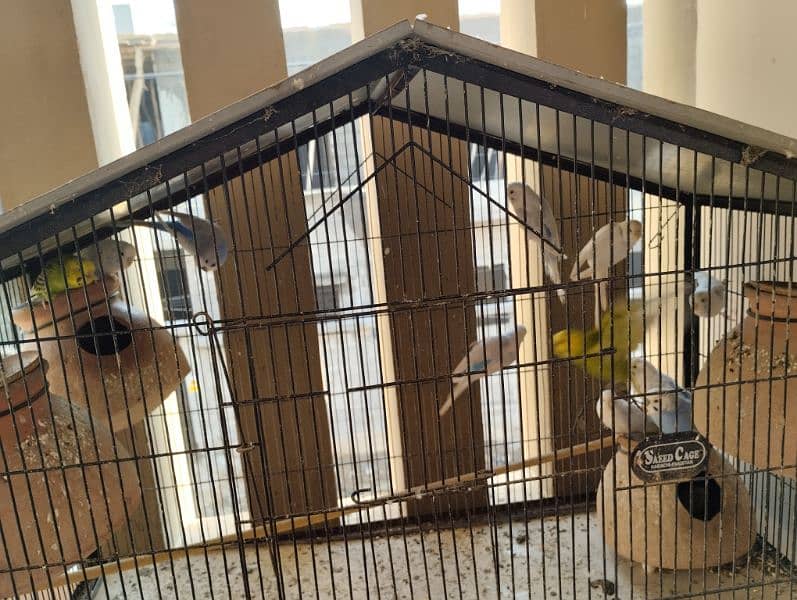 mix birds with cage 10