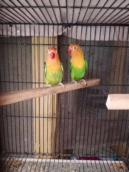 love bird breader pair and cocktail pathy 3