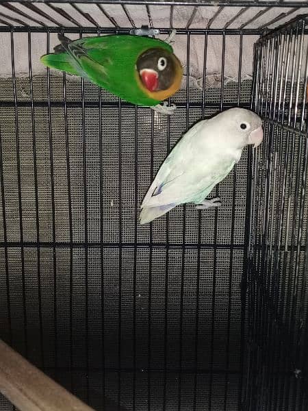 love bird breader pair and cocktail pathy 4