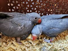 Ringneck  Chicks - Grey Color