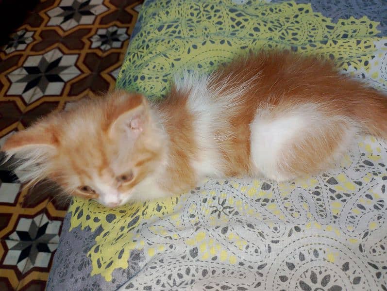 1 female Persian Cat 2