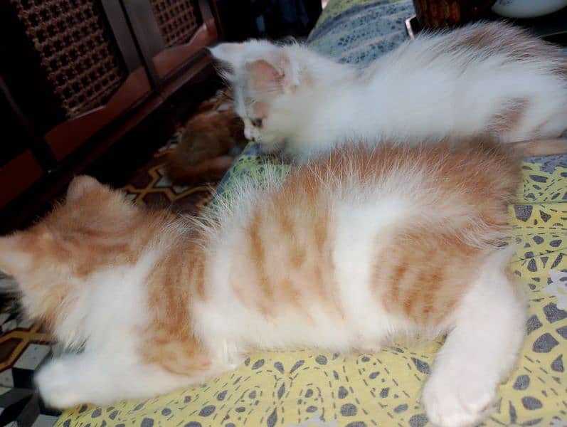 Pair of two female Persian Cats. 3
