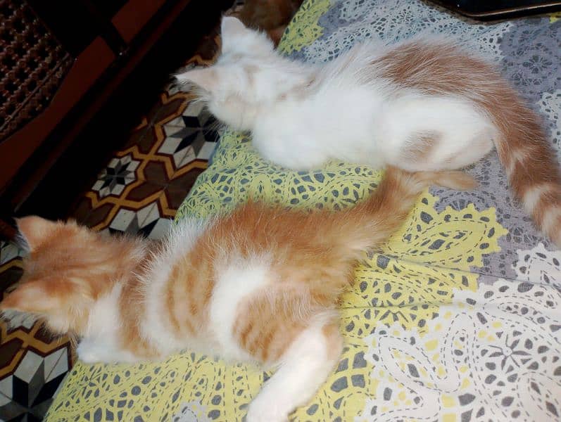 Pair of two female Persian Cats. 4