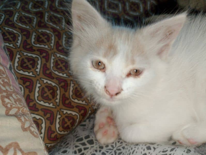 1 female Persian Cat 5
