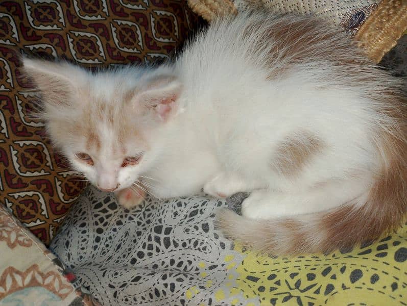 1 female Persian Cat 6