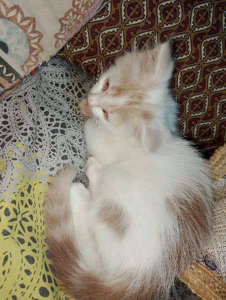 1 female Persian Cat 7