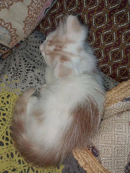 1 female Persian Cat 8