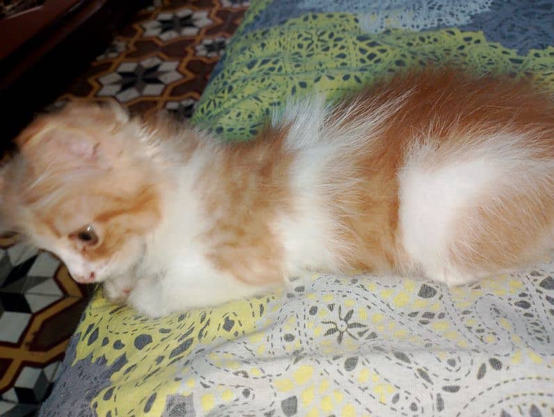 1 female Persian Cat 9