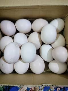 aseel eggs for sale
