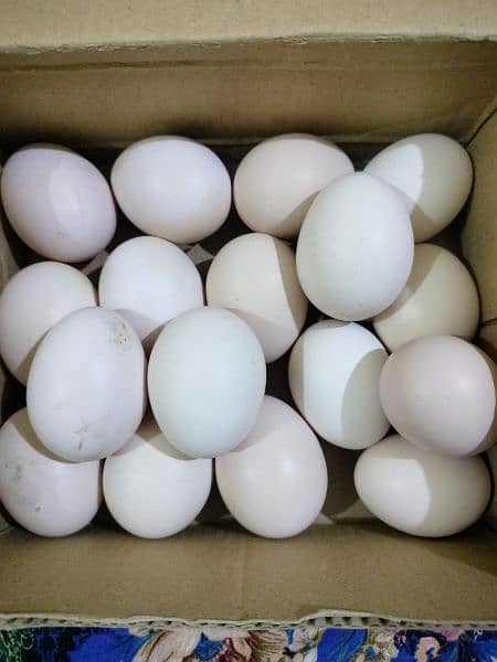aseel eggs for sale 0