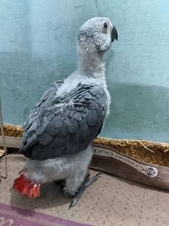 Grey parrot chick 3 month