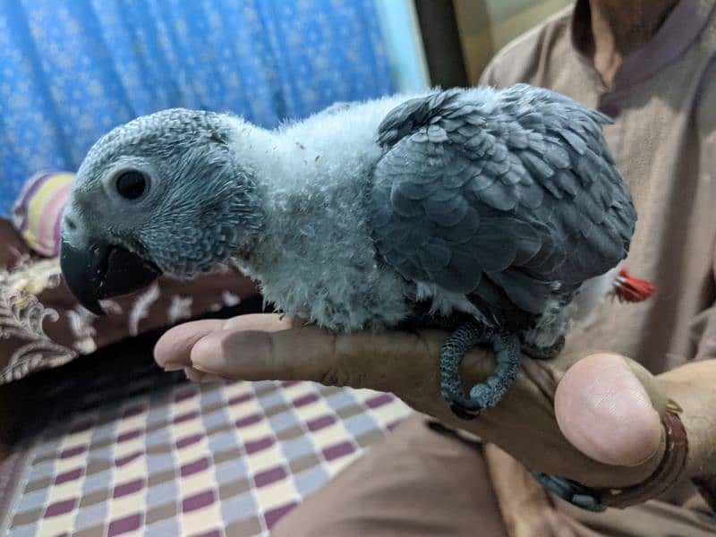 Grey parrot chick 3 month 1