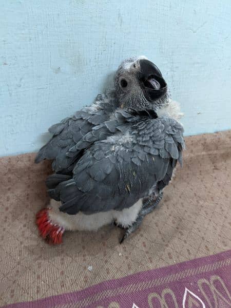 Grey parrot chick 3 month 2