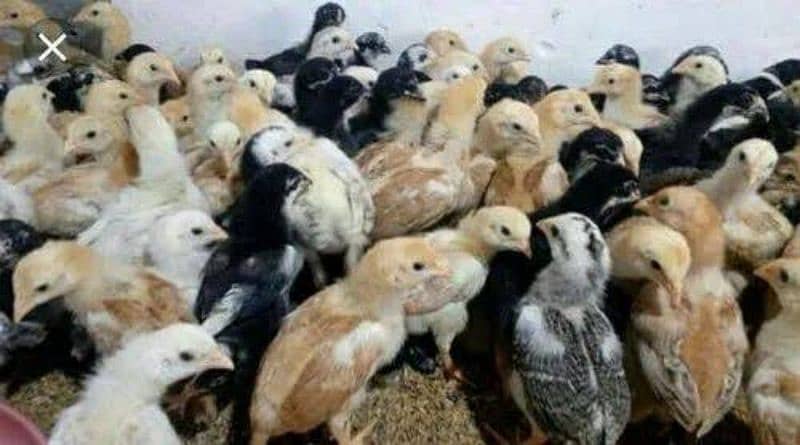 Golden misri chicks available, 23-04-24 aged 35days 0