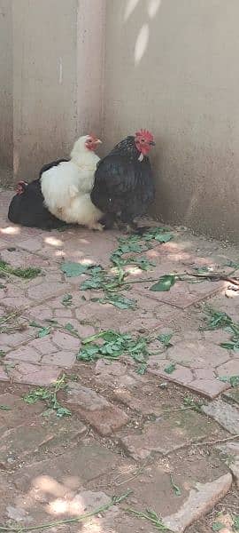 fancy hen pair for sale 1