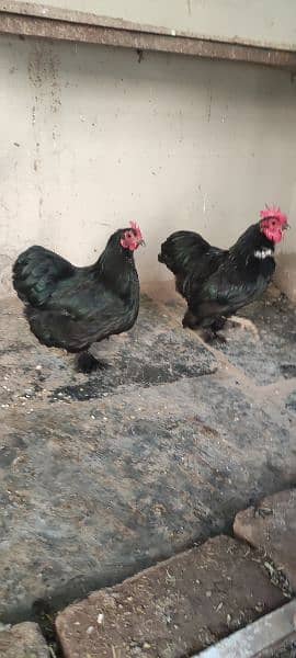fancy hen pair for sale 2