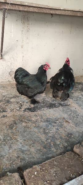 fancy hen pair for sale 5
