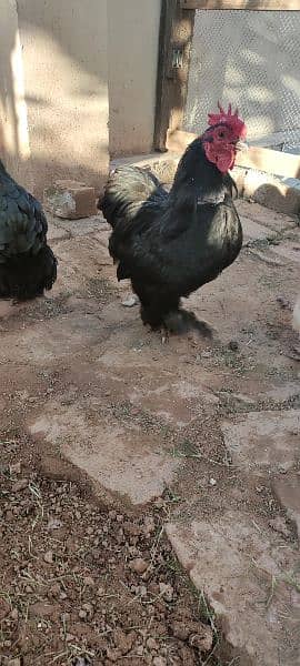 fancy hen pair for sale 14