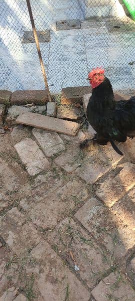 fancy hen pair for sale 17