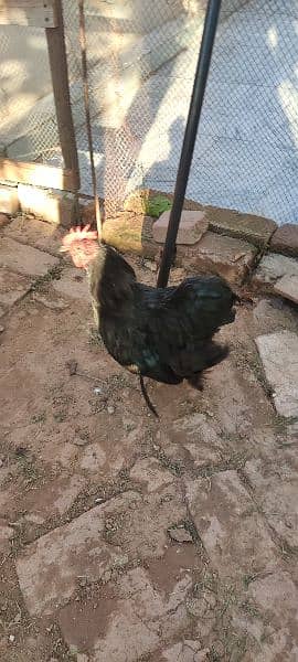 fancy hen pair for sale 18