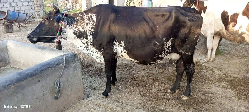 cow female 3
