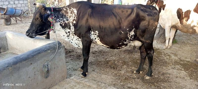 cow female 4