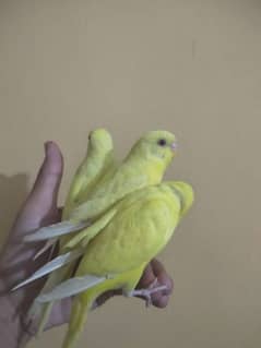 Hand tamed parrots 0