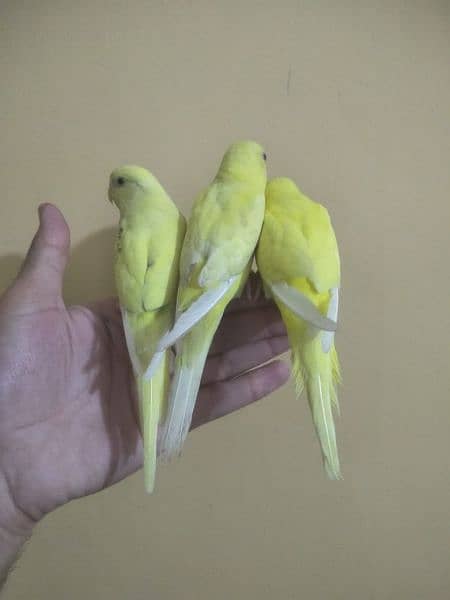 Hand tamed parrots 1