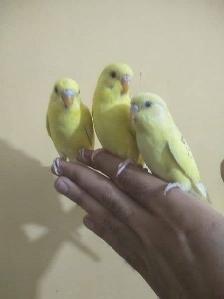 Hand tamed parrots 2