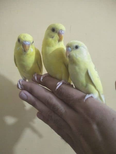 Hand tamed parrots 3