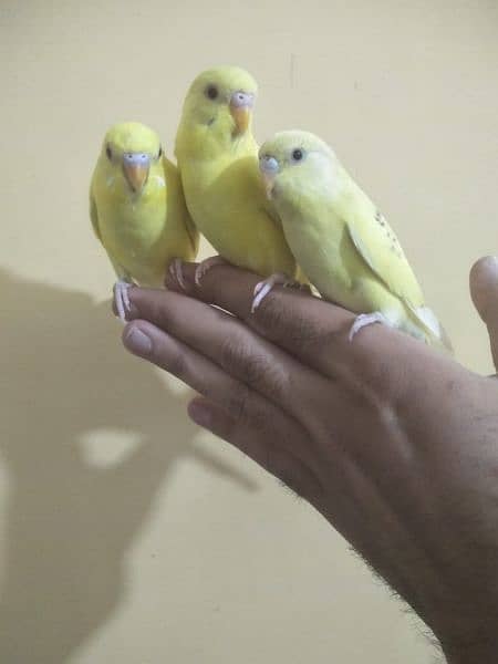 Hand tamed parrots 4