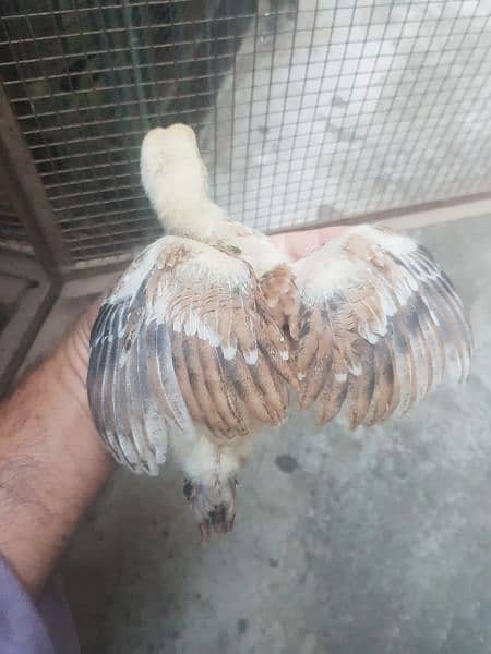 Aseel parrot beak qandhari kandhari chicks 3