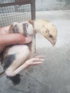 Aseel parrot beak qandhari kandhari chicks 0