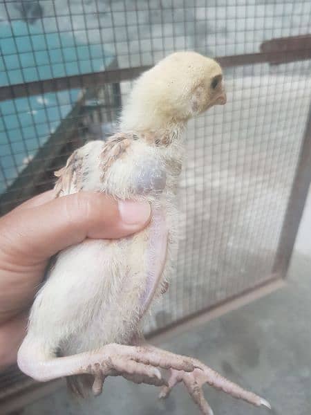 Aseel parrot beak qandhari kandhari chicks 5