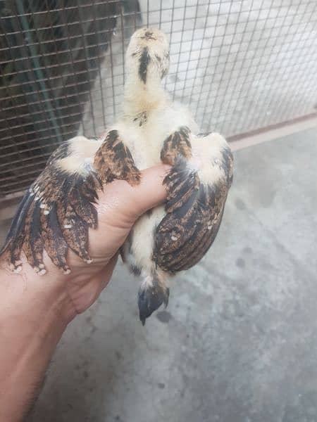 Aseel parrot beak qandhari kandhari chicks 6