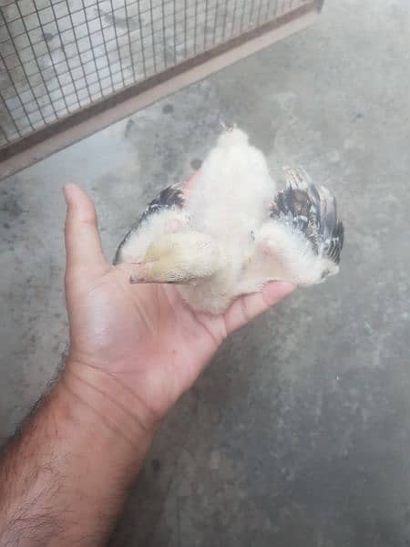 Aseel parrot beak qandhari kandhari chicks 7