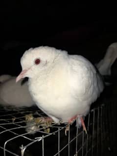 Red Eyes Dove For Sale