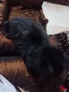 pure black male cat