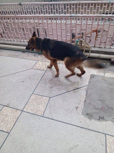 Pure German Shepherd Stock coat female for sale age 15 months . non ped 2