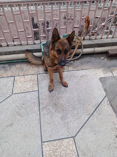 Pure German Shepherd Stock coat female for sale age 15 months . non ped 3