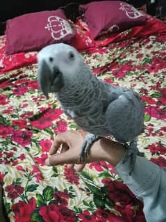 African Grey parrot